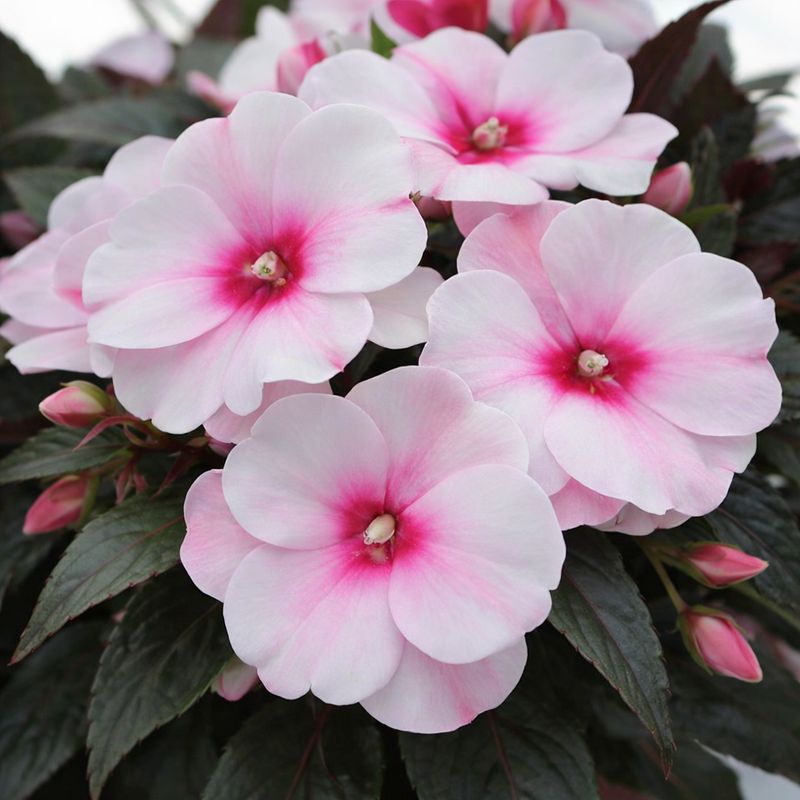 Impatiens - New Guinea Magnum White Blush