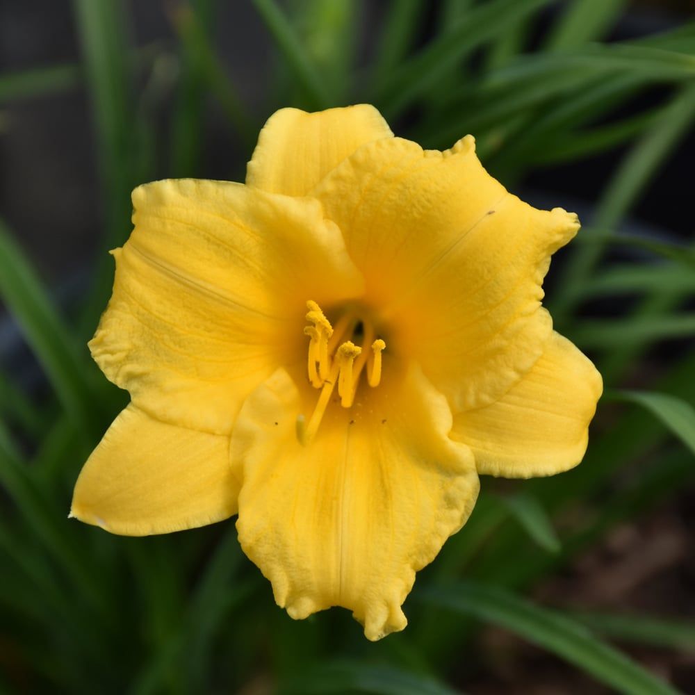 Hemerocallis (Daylily) - Stella D'Oro