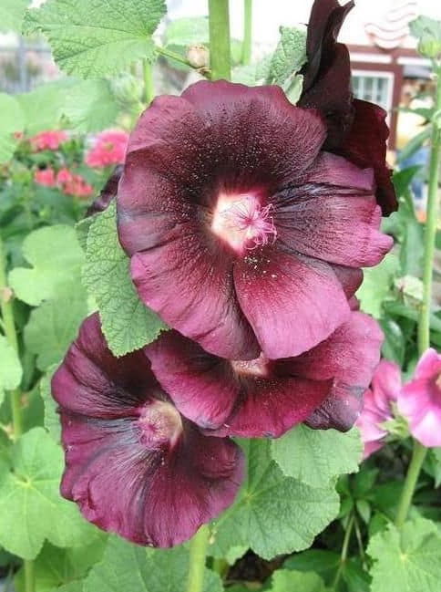 Alcea rosea (Hollyhock) - Spotlight Purple Rain Alcea rosea (Hollyhock) - Spotlight Purple Rain