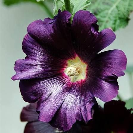 Alcea rosea (Hollyhock) - Spotlight Purple Rain