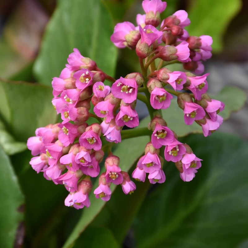 Bergenia - Winterglut