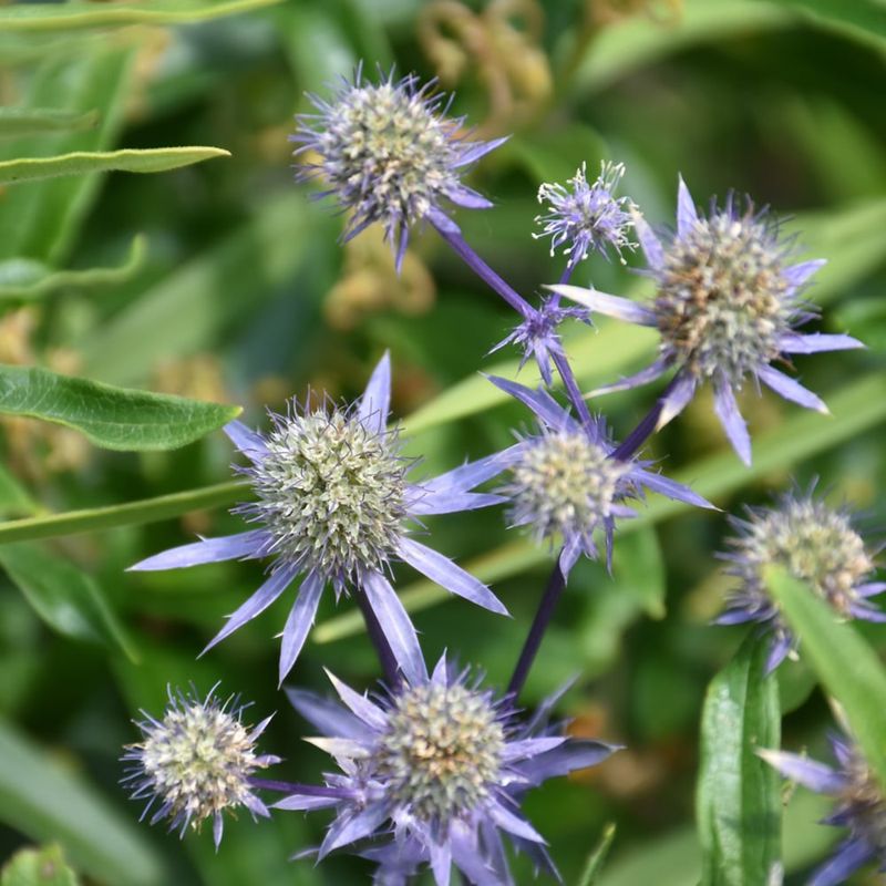 Eryngium Alpinum (Sea Holly) - Blue Star