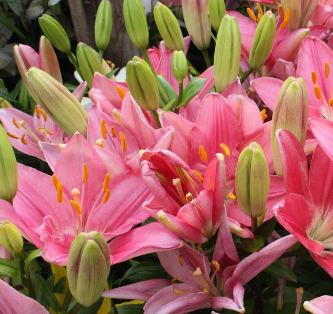 Lilium (Lily) Asiatic - Tiny Toons