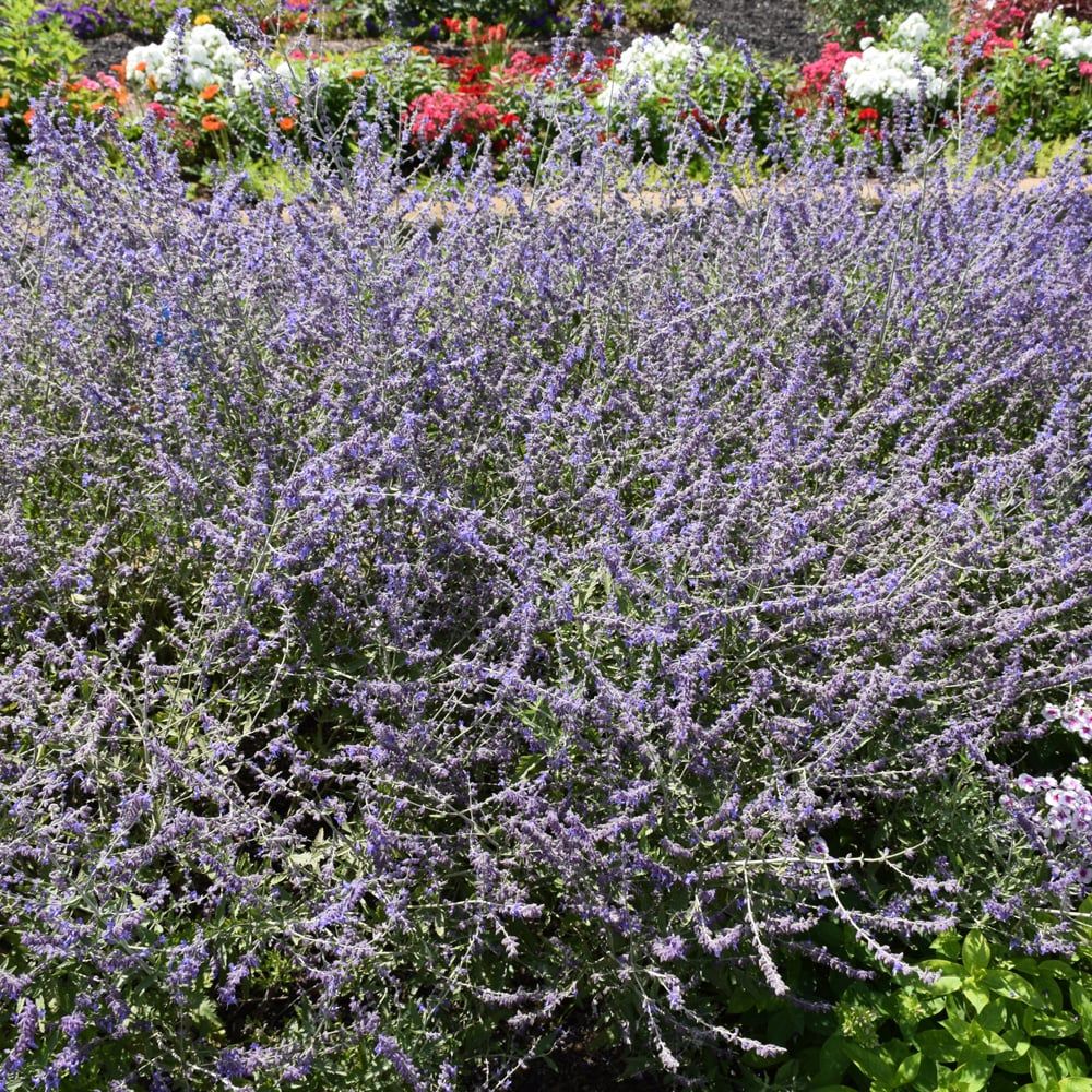 Perovskia Atriplicifolia (Russian Sage) - Crazy Blue