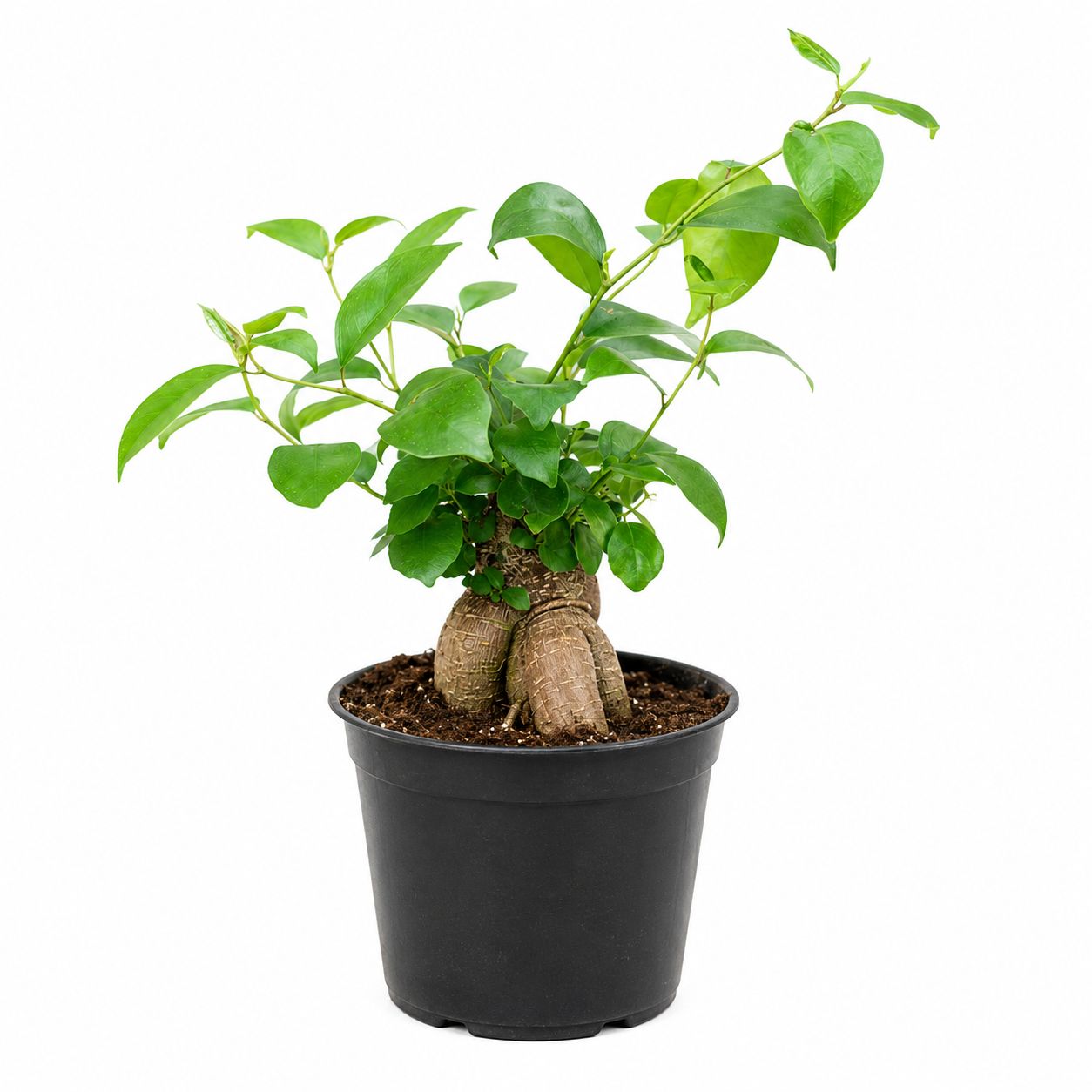 Ficus Ginseng Bonsai - 6"