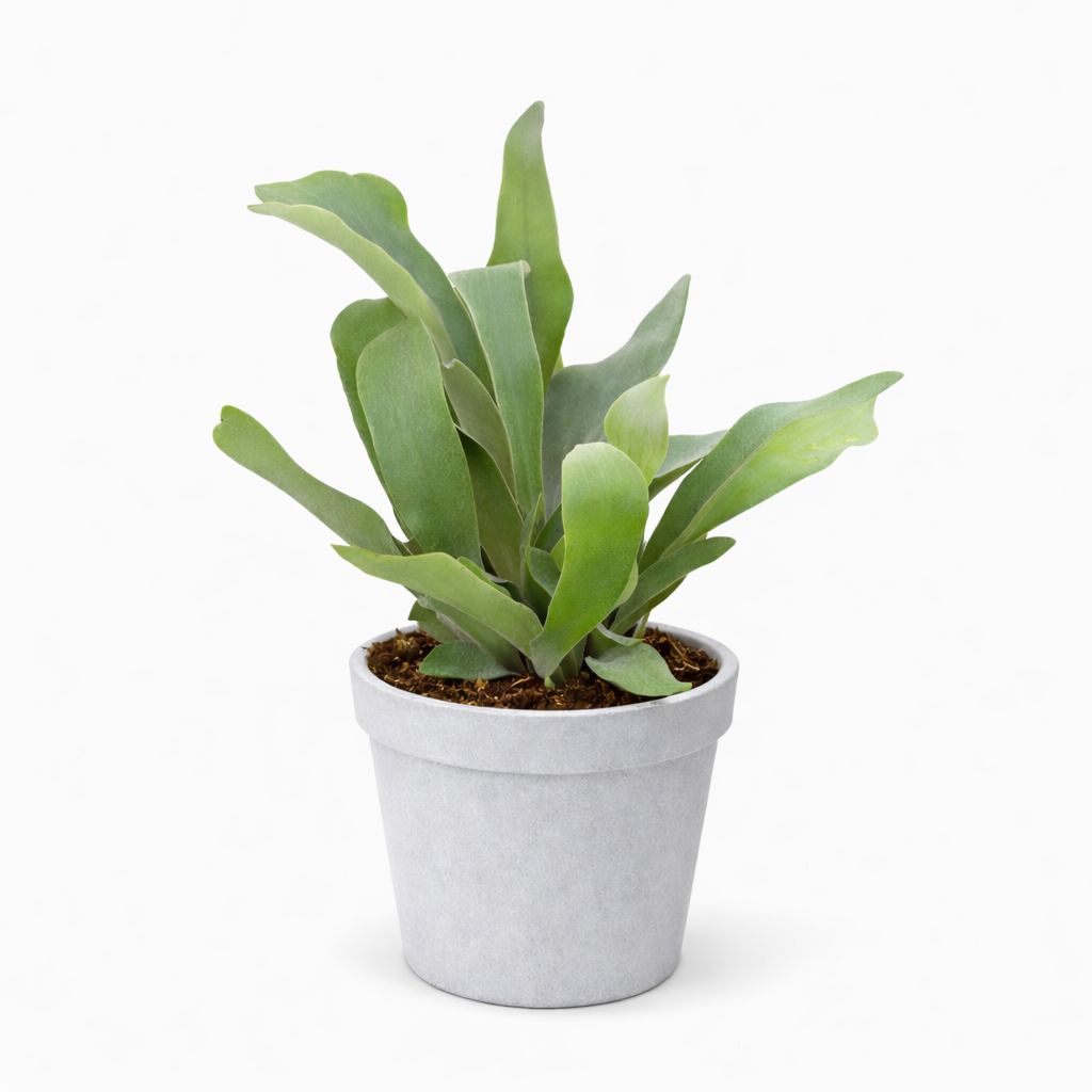 Staghorn Fern Hanging Basket - 8"