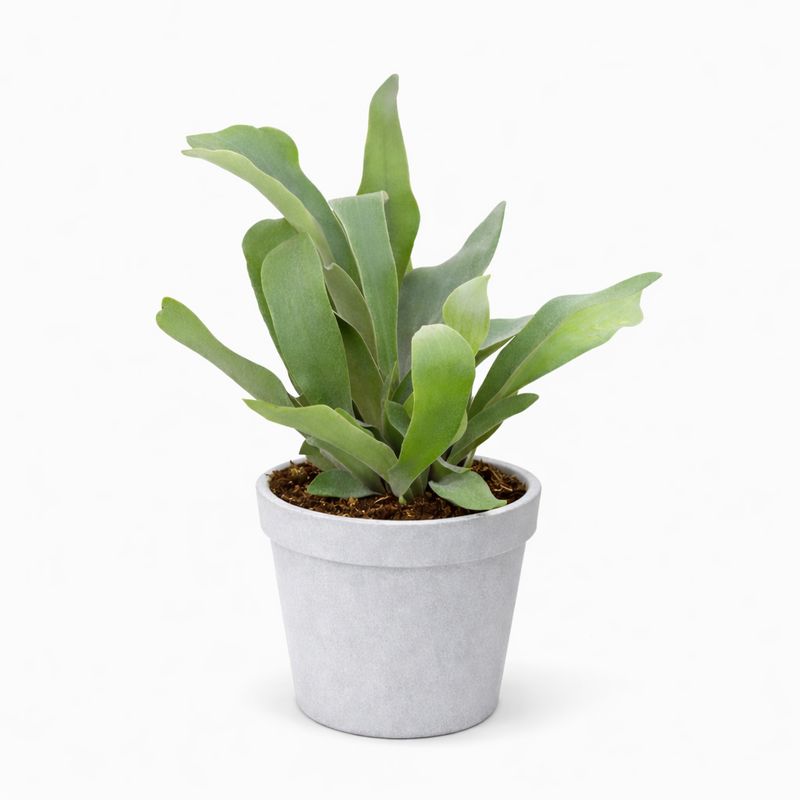Staghorn Fern Hanging Basket - 8"
