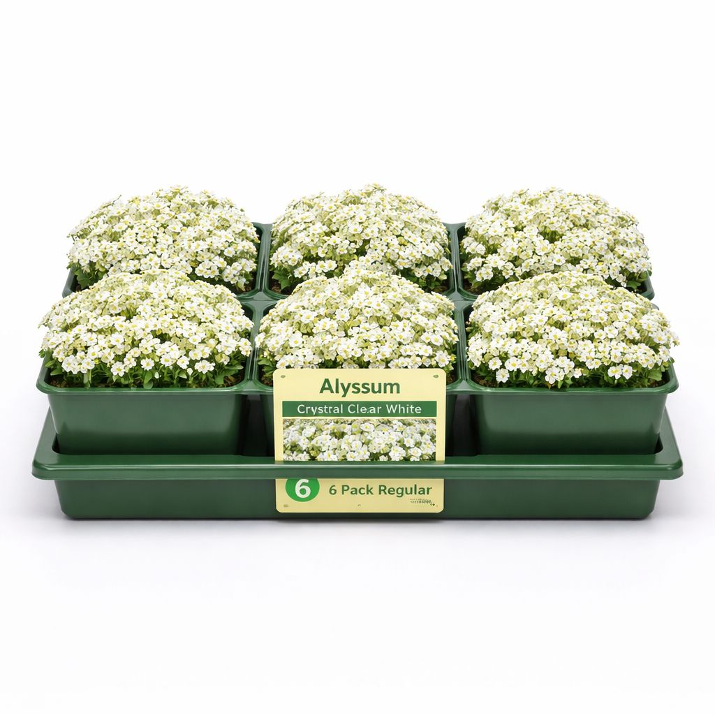 Alyssum Crystal Clear White (6 Pack Regular)