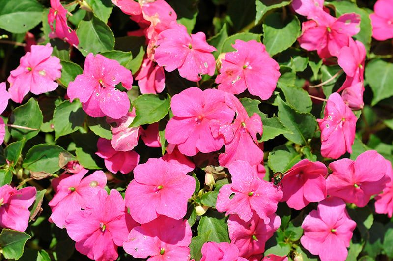 Impatiens - Beacon Rose (6 Pack Regular)