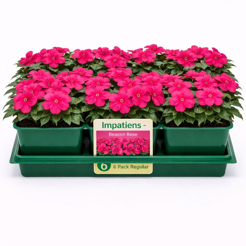 Impatiens - Beacon Rose (6 Pack Regular)