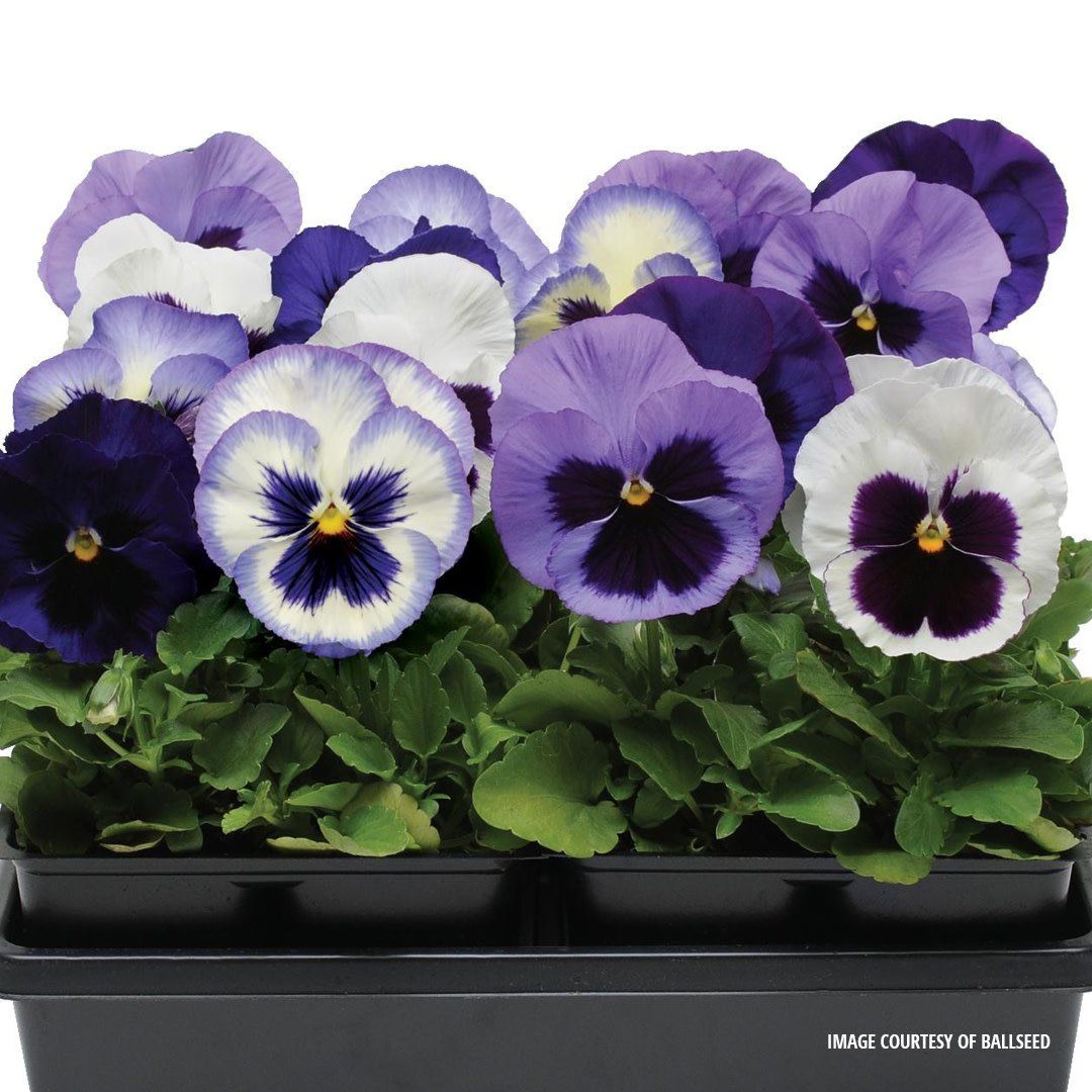 Pansy - Matrix Ocean Breeze Mix (6 Pack Regular)
