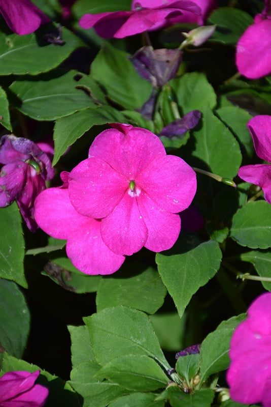 Impatiens - Beacon Violet Shades (6 Pack Regular)