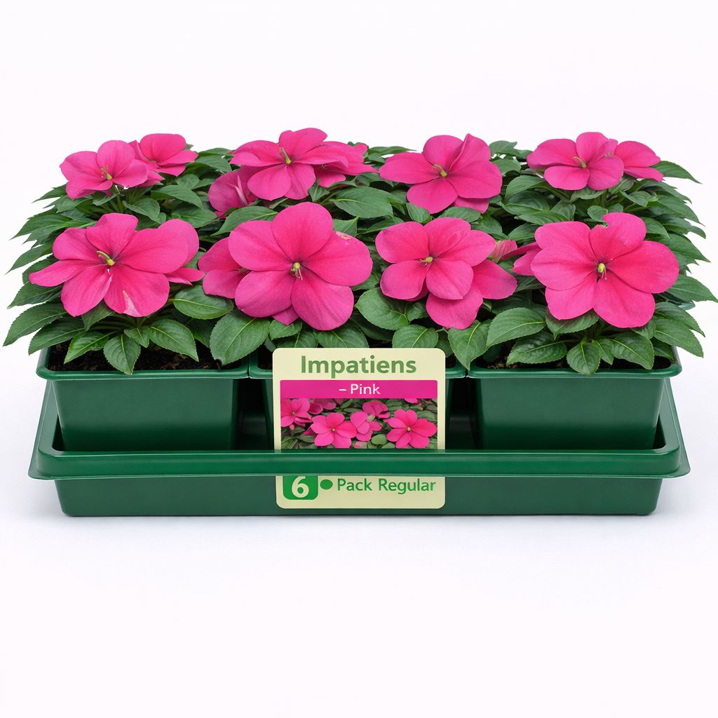 Impatiens - Beacon Violet Shades (6 Pack Regular)
