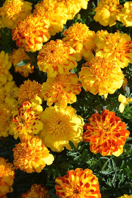 Marigold - French Flamenco (6 Pack Regular)