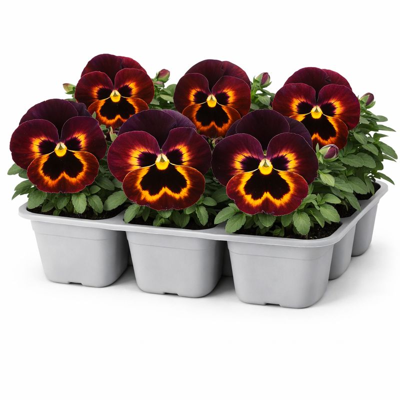 Pansy - Spring Matrix Sangria (6 Pack Regular)