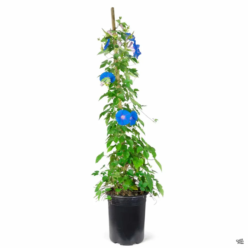 Ipomoea - Morning Glory Vine Heavenly Blue