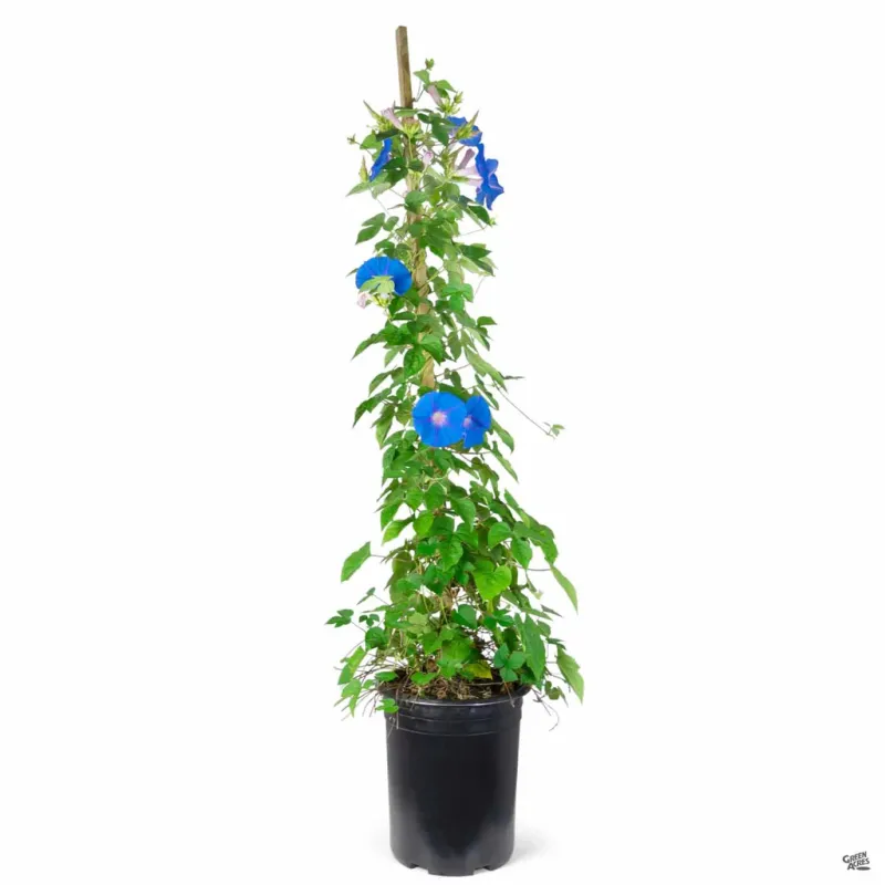 Ipomoea - Morning Glory Vine Heavenly Blue