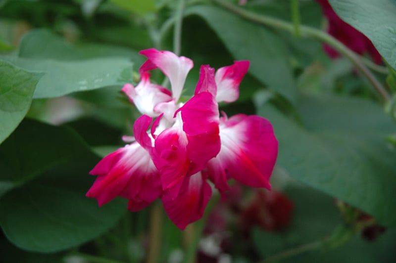 Ipomoea - Morning Glory Vine Sunrise Serenade Red Dbl