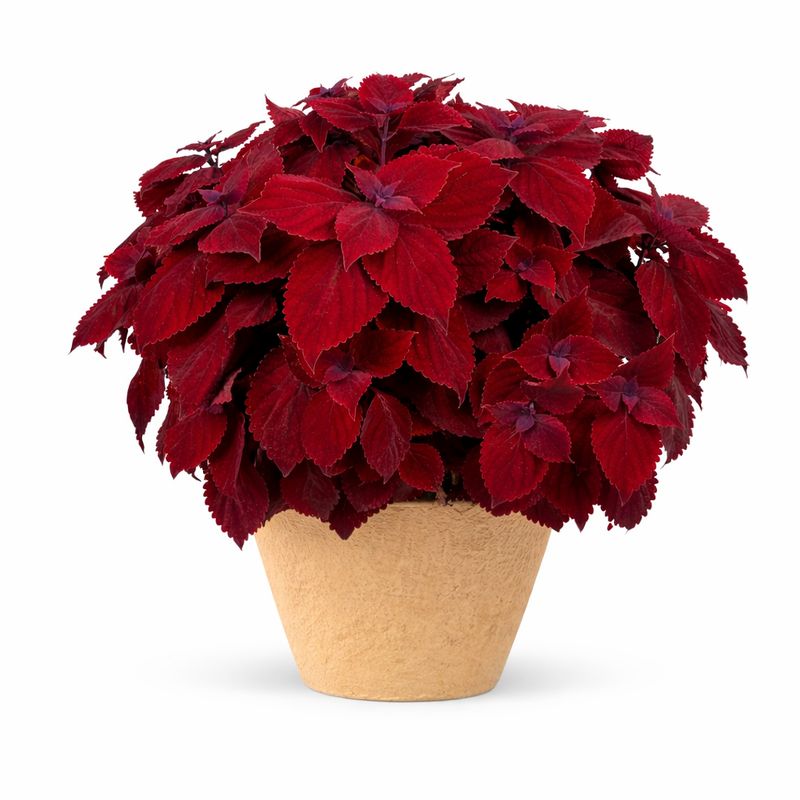 Coleus - Main Street Beale Street