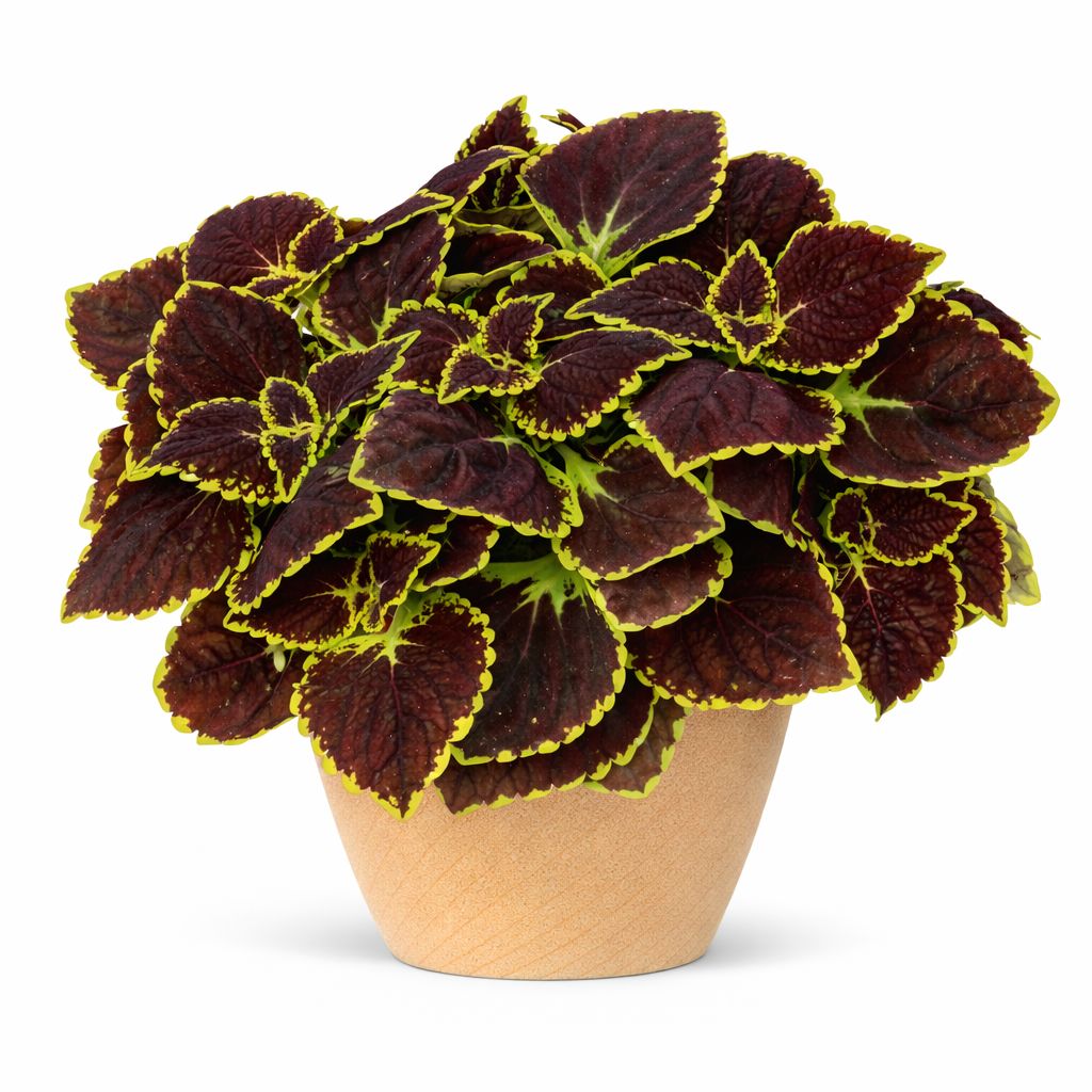 Coleus - Main Street Broad Street