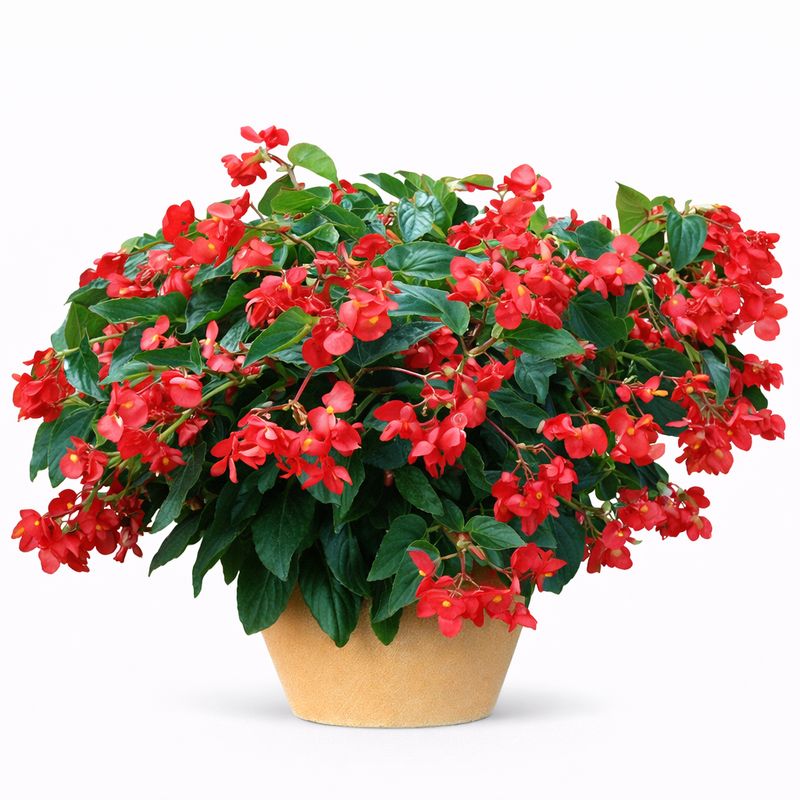 Begonia Dragon Wing - Red Begonia Dragon Wing - Red