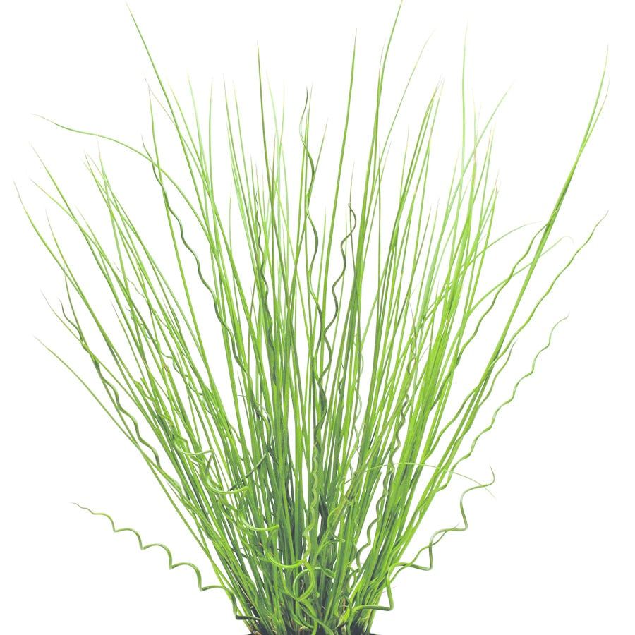 Grass Ornamental - Juncus Fuseables Twisted Arrows