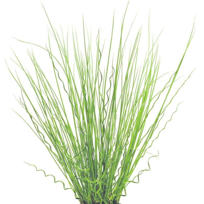 Grass Ornamental - Juncus Fuseables Twisted Arrows