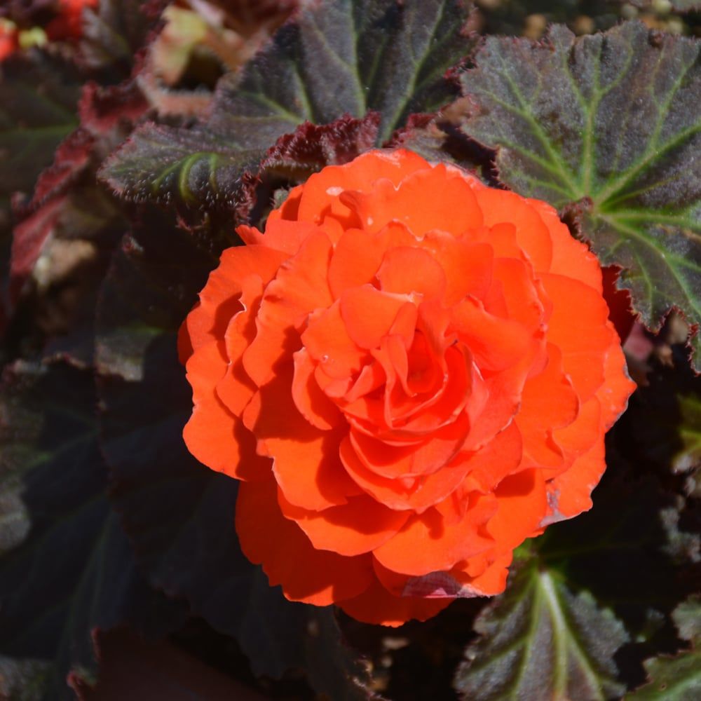 Begonia - Nonstop Mocca Deep Orange