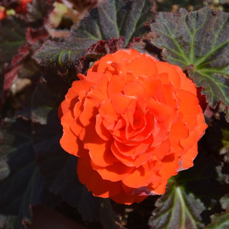 Begonia - Nonstop Mocca Deep Orange