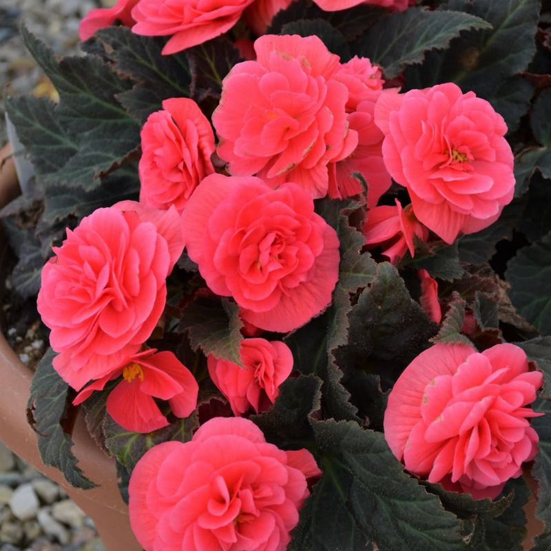 Begonia - Nonstop Mocca Pink Shades