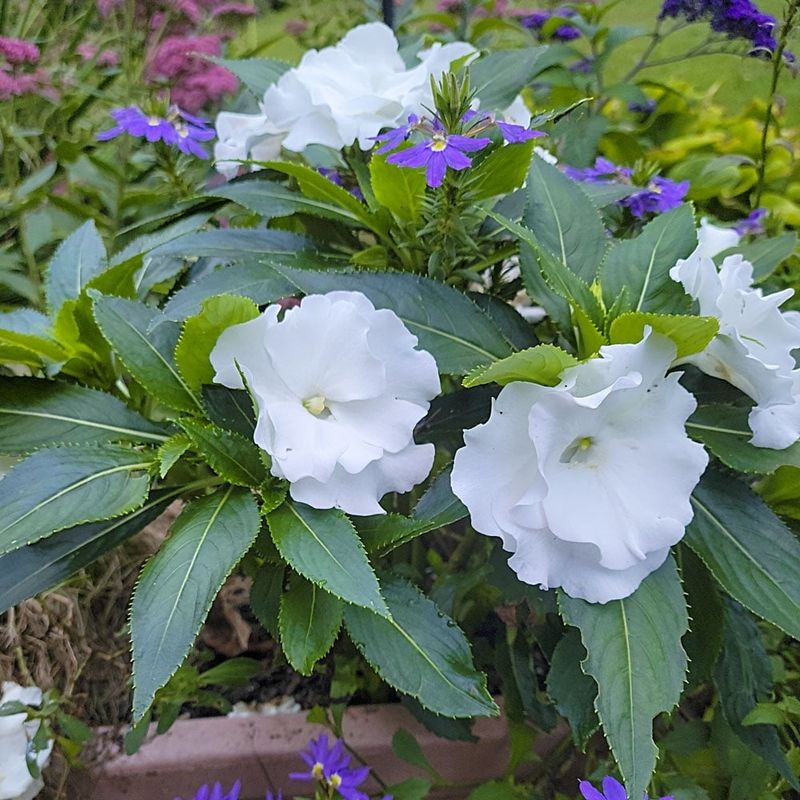 Impatiens - New Guinea Rollercoaster White Lightning