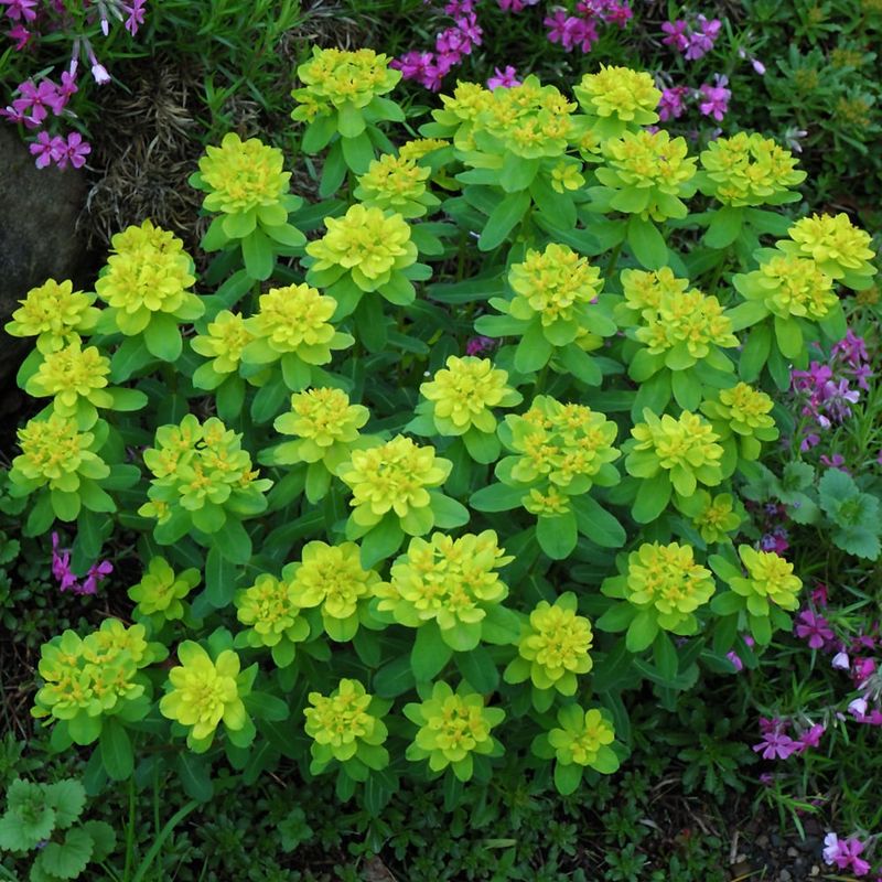 Euphorbia - Cushion Spunge
