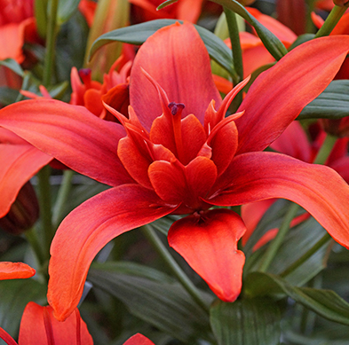Lilium (Lily) Asiatic - Kiss Red Twin Pollen Free