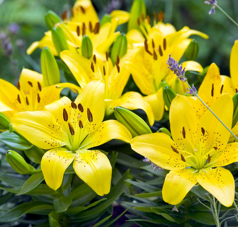 Lilium Asiatic Pot Lily - Golden Matrix