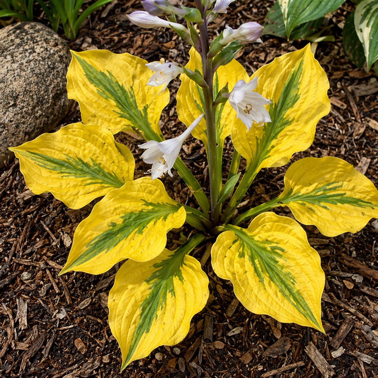 Hosta (Plantain Lily) - Glad Rags