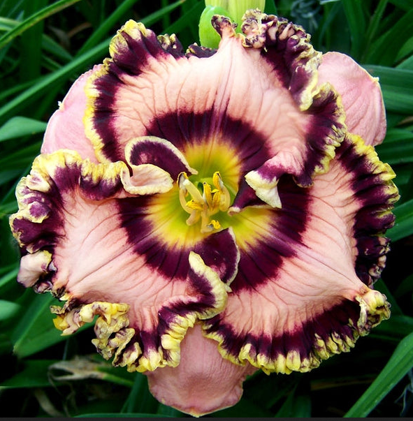 Hemerocallis (Daylily) - Vegas Jackpot