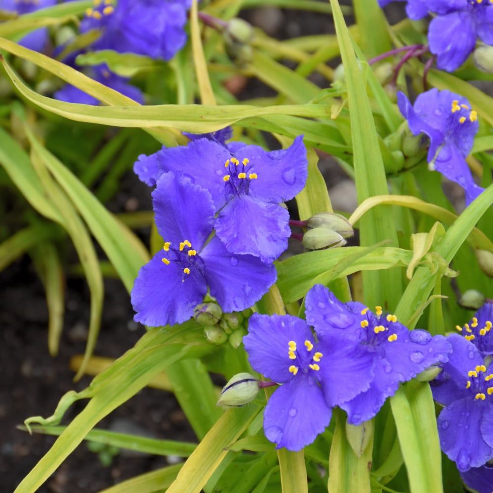 Tradescantia (Spiderwort) - Sweet Kate