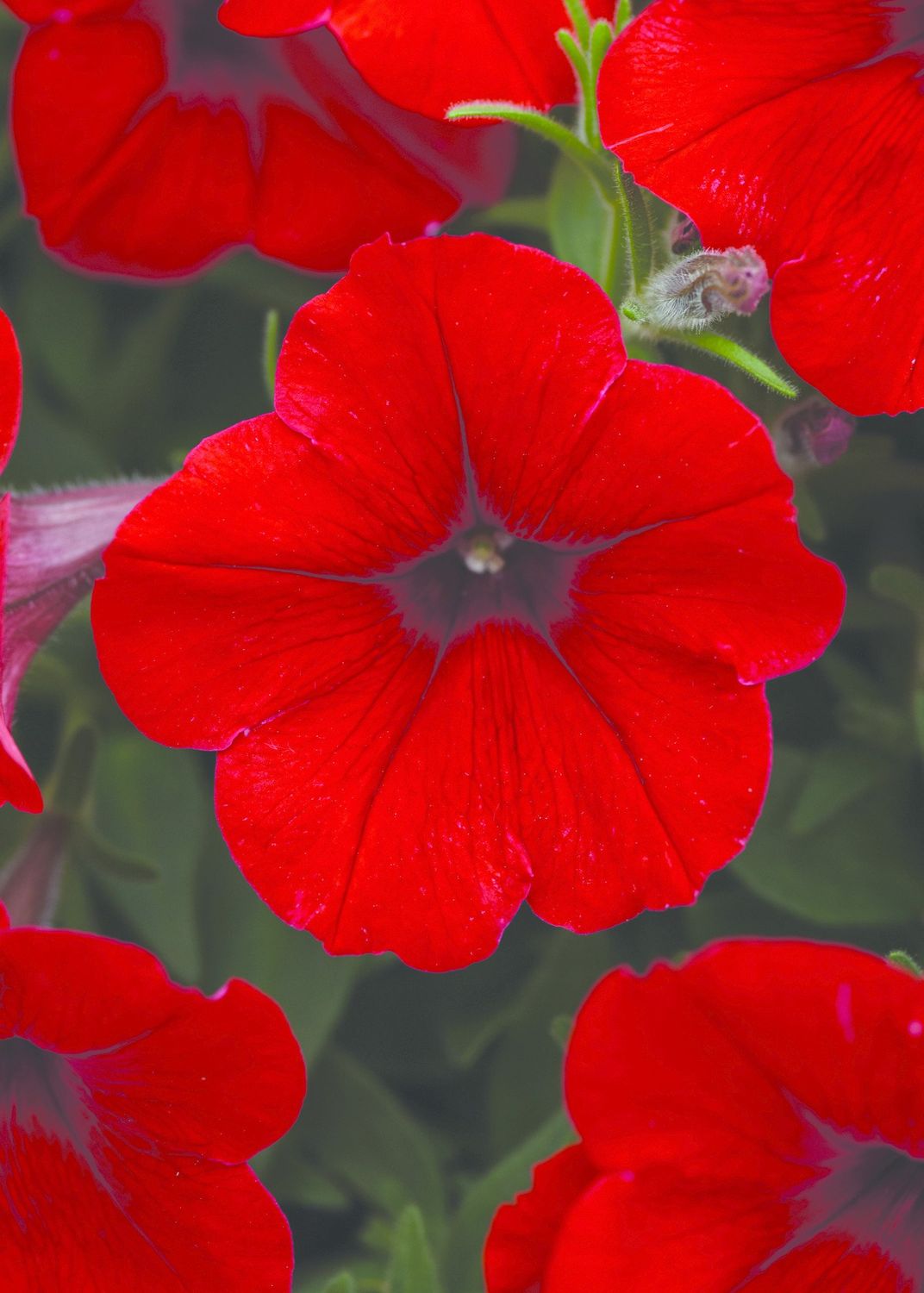 Petunia Easy Wave - Red 6"