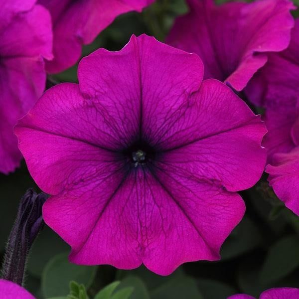 Petunia Easy Wave - Purple 6 "