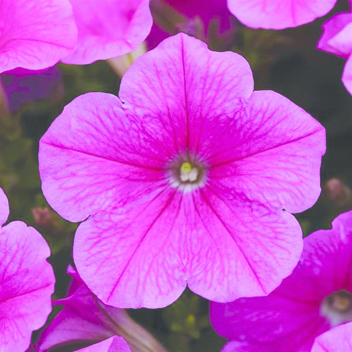 Petunia Easy Wave - Pink Cosmo (Jumbo 6 Pack)