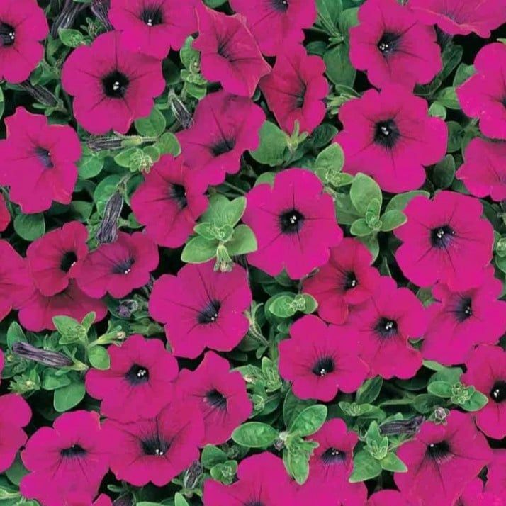 Petunia Easy Wave - Purple (Jumbo 6 Pack)