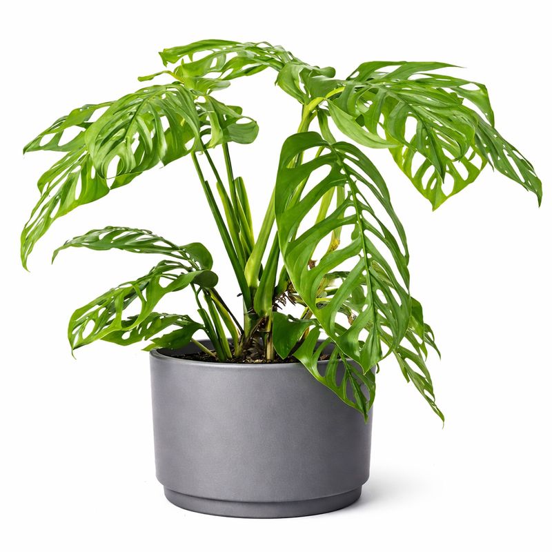 Pothos Golden HB - 10"