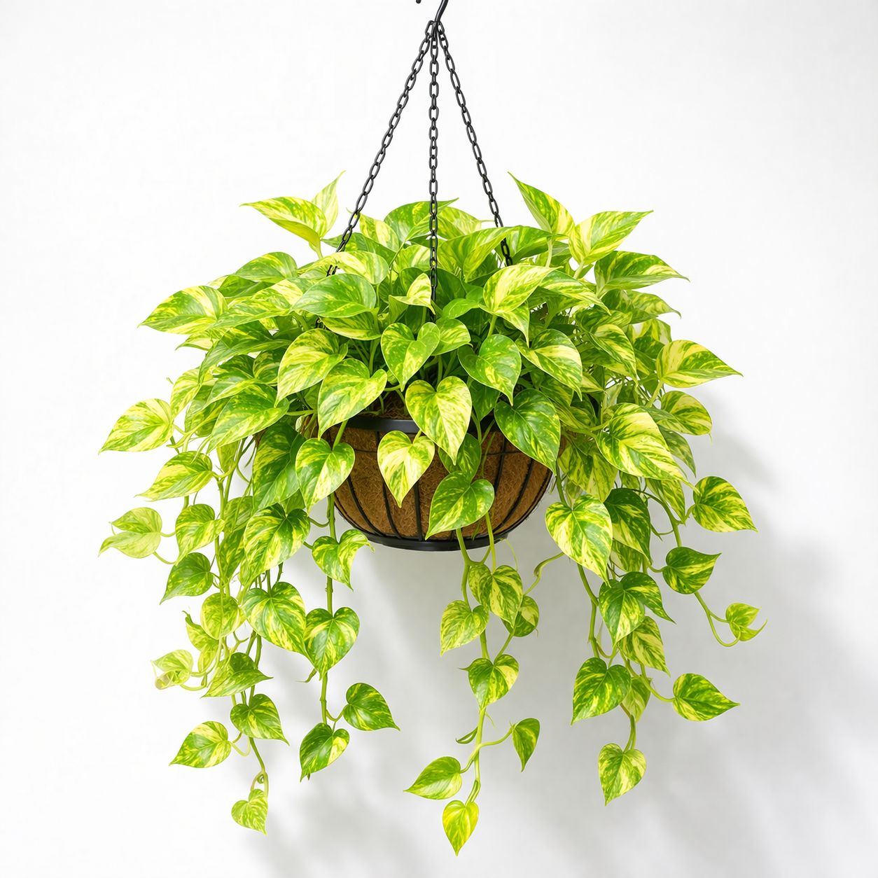 Pothos Golden HB - 10"