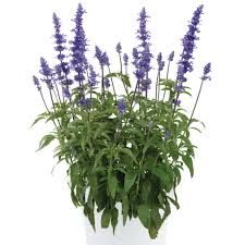Salvia - Sallyfun Blue Emotion