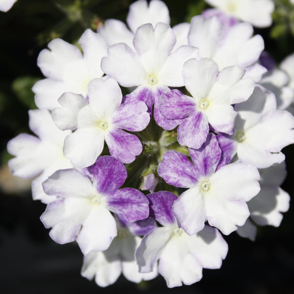 Verbena - Firehouse Blue Fizz