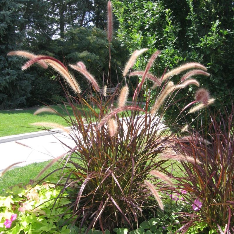Grass Ornamental - Pennisetum Purple Fountain Grass