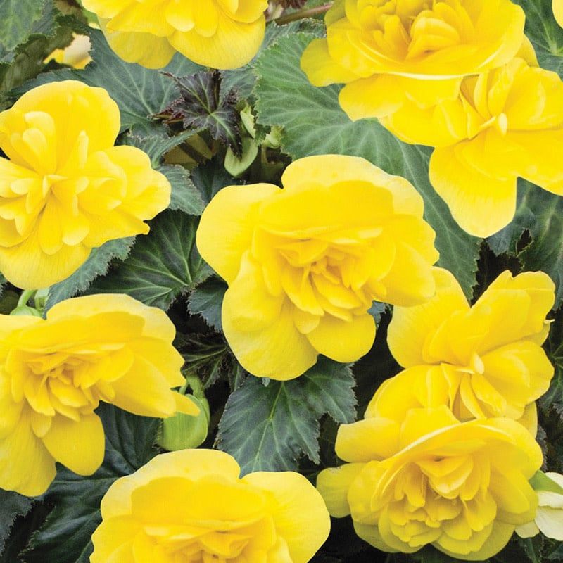 Begonia - Nonstop Hanging Joy Yellow