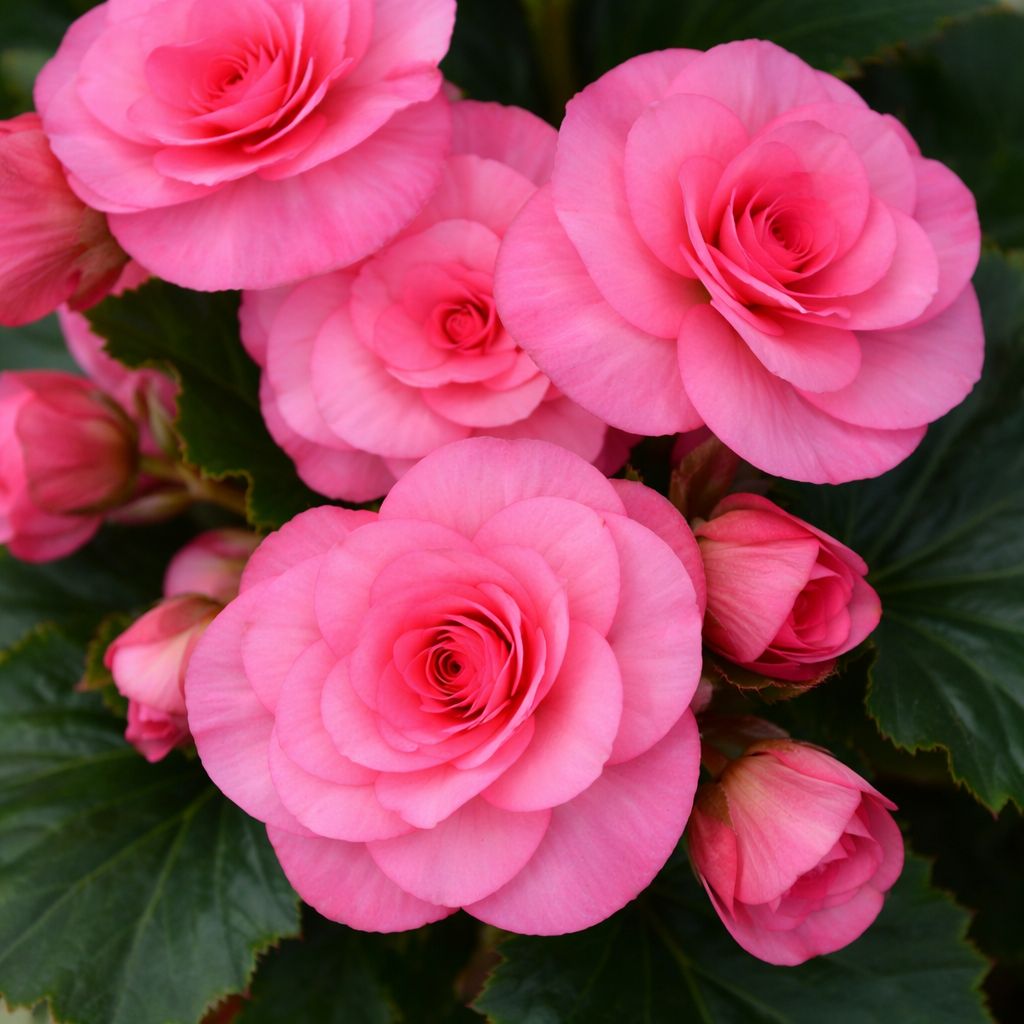 Begonia - Sun Solenia Dusty Rose