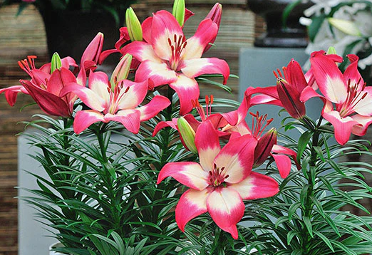 Lilium (Lily) Asiatic - Tiny Diamond