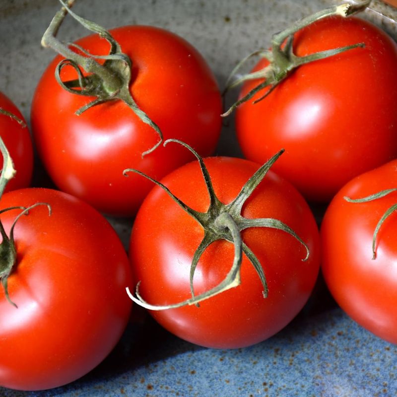 Tomato Patio - 1 Gallon